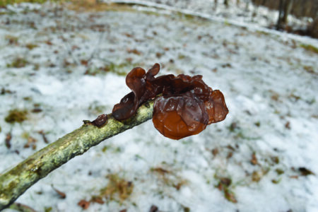 wood ear fungus growing on the end of a stick